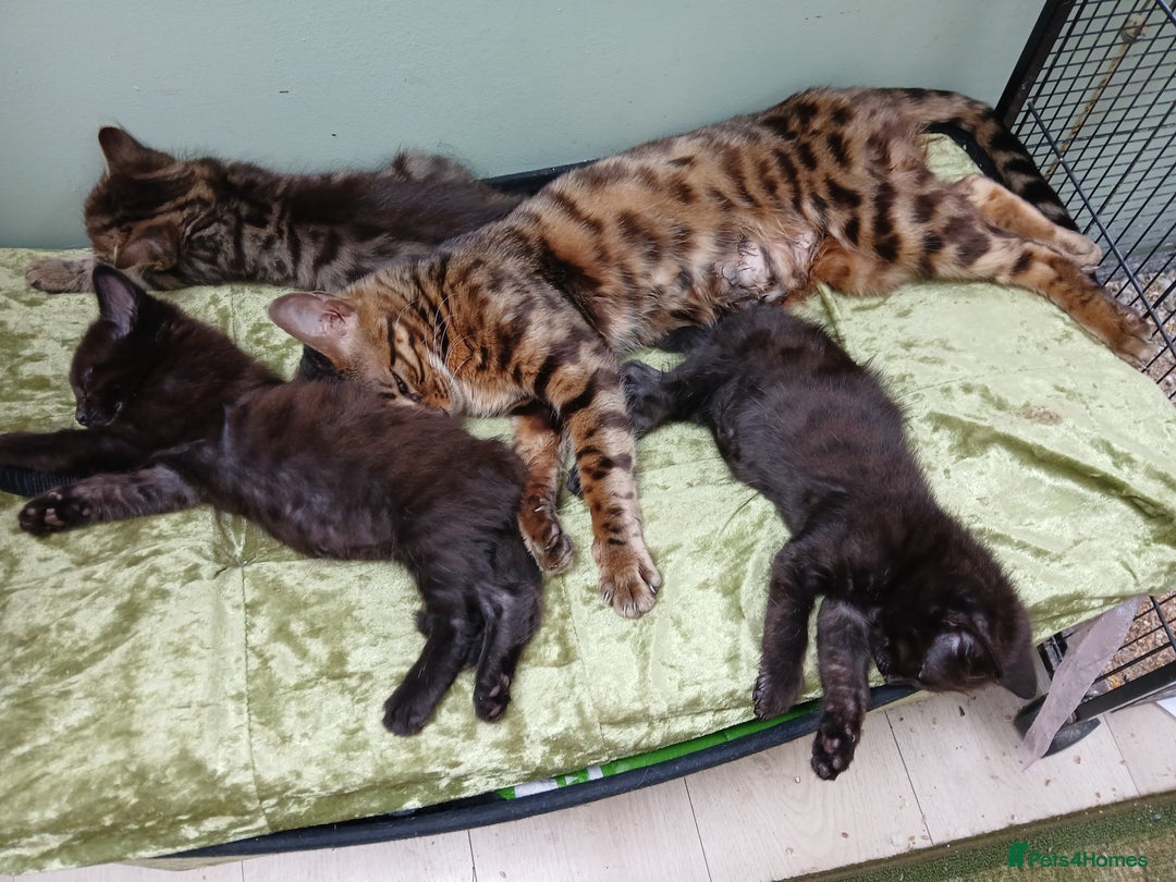 Mixed Breed cats for sale: Cute bengal mixed kittens for sale - Image 5