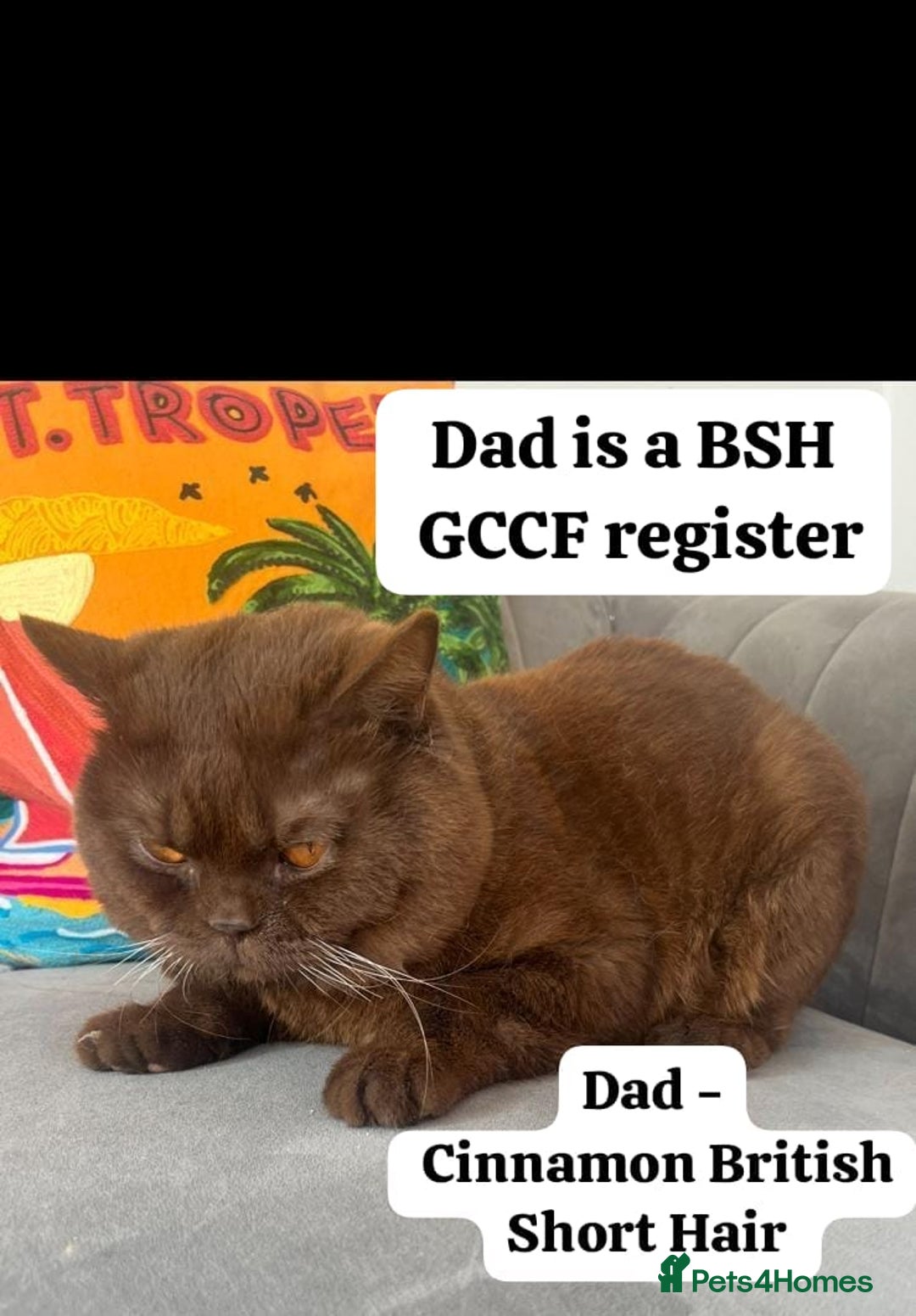 British Shorthair cats for sale: Beautiful BSH kittens in West London - Image 8