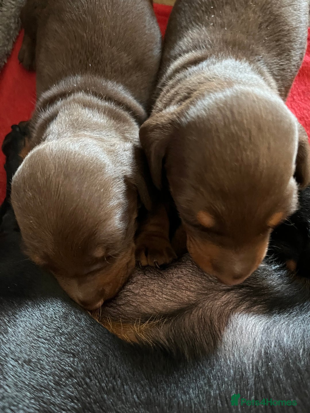 Miniature Dachshund dogs for sale: Beautiful KC miniature dachshund puppies - Advert 3