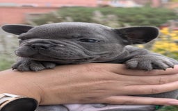 French Bulldog dogs for sale: Stunning French bulldog puppies 🐕 - Image 28