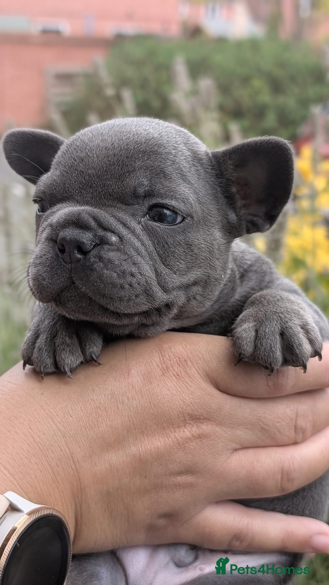 French Bulldog dogs for sale: Stunning French bulldog puppies 🐕 - Image 28