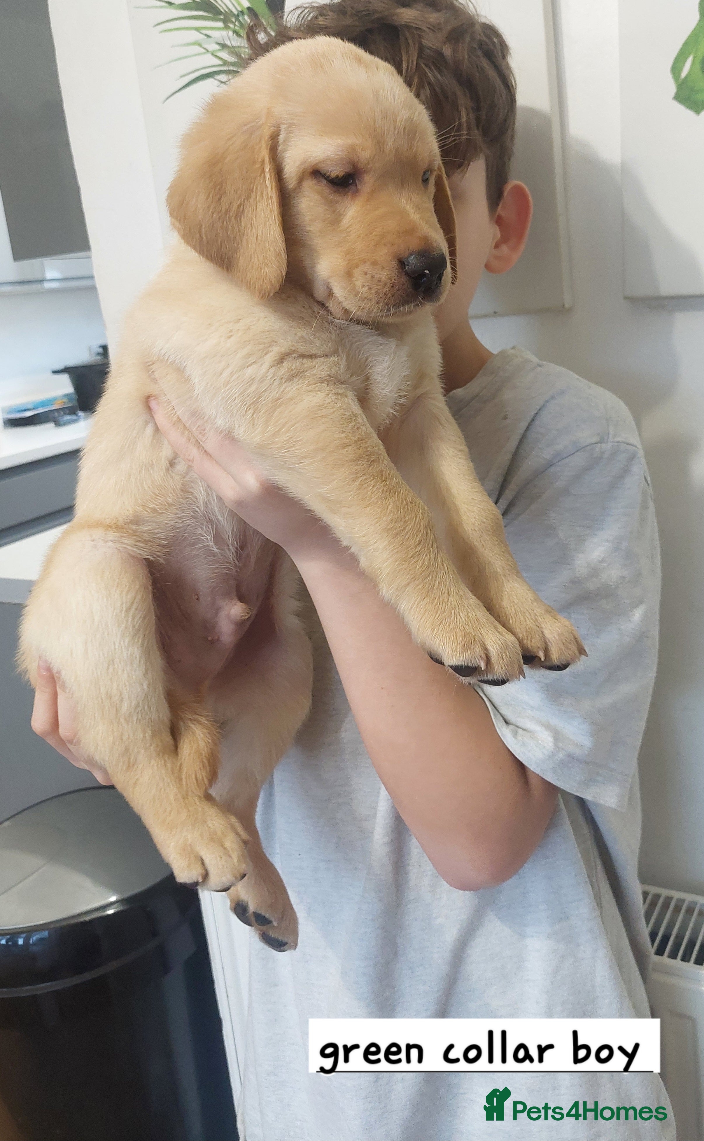 Labrador Retriever dogs  chunky kc labrador pups- ready now.  - Advert 5