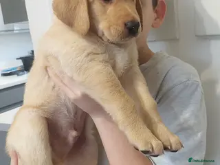 Labrador Retriever dogs chunky kc labrador pups- ready now. - Advert 5