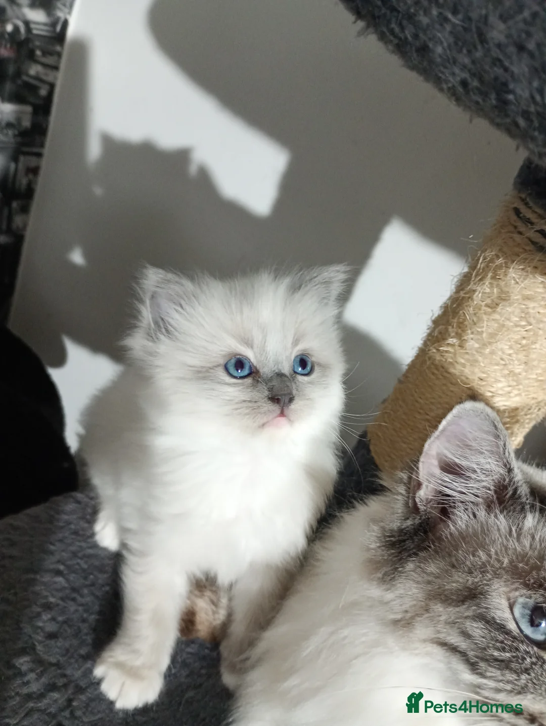 Ragdoll cats for sale: Beautiful pedigree female Ragdoll kitten  - Advert 16
