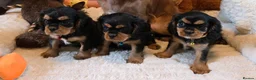 Cavalier King Charles Spaniel dogs for sale: KC and DNA health tested  - Advert 3