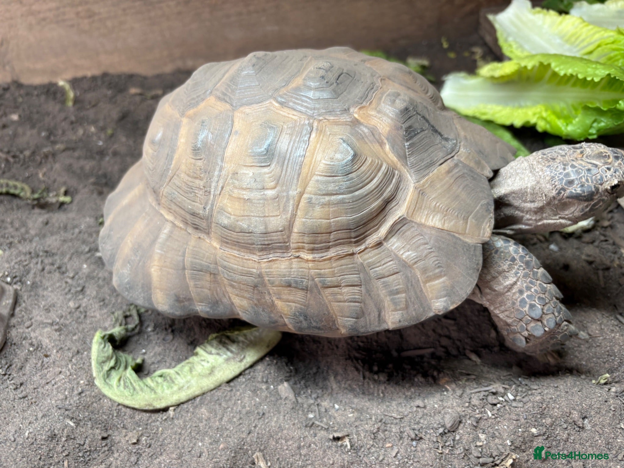Tortoise reptiles Selling Male Spur Thigh - Advert 2