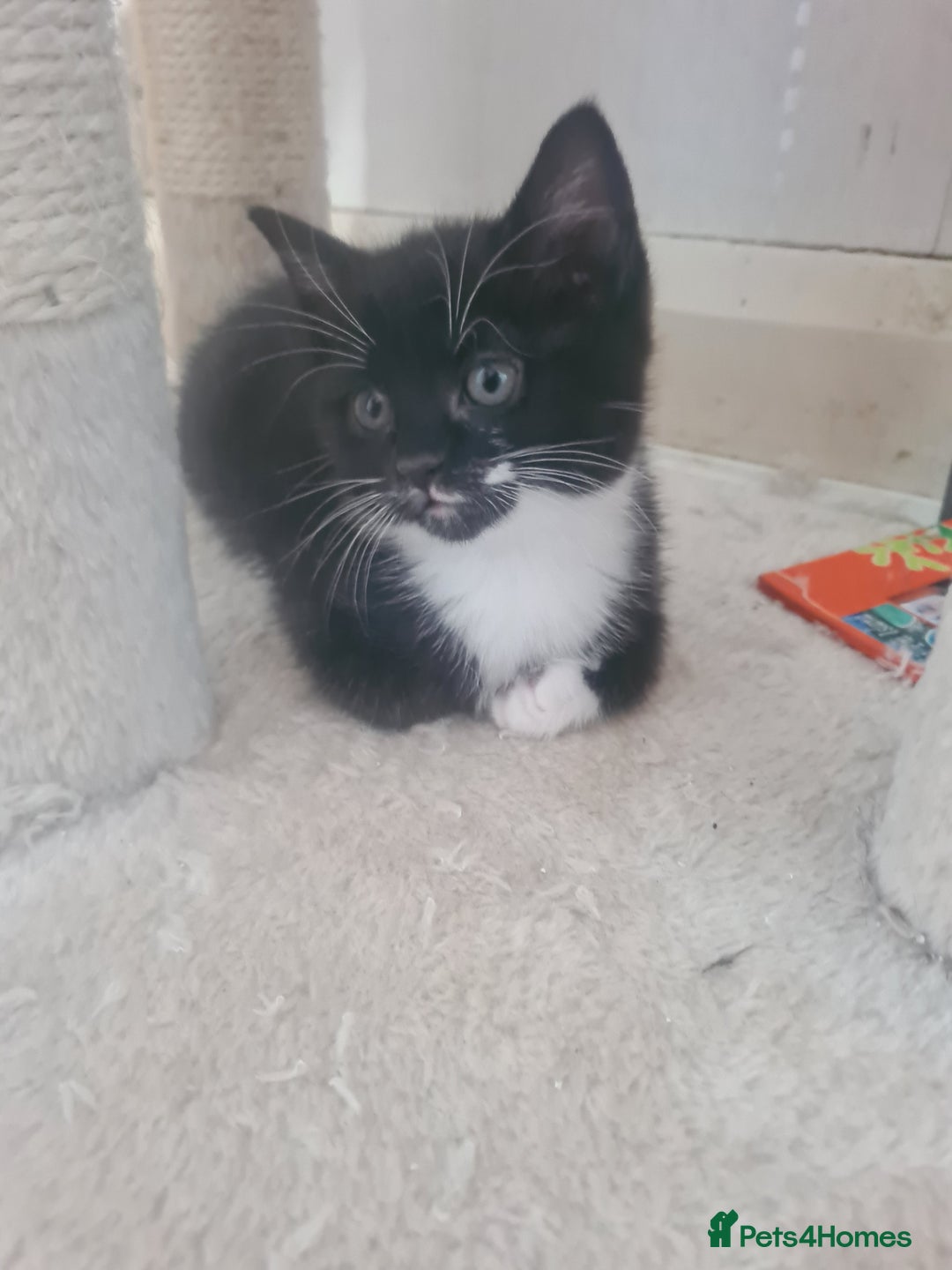 British Shorthair cats for sale: Lovely 1 black and 2 black & white kitten - Image 1