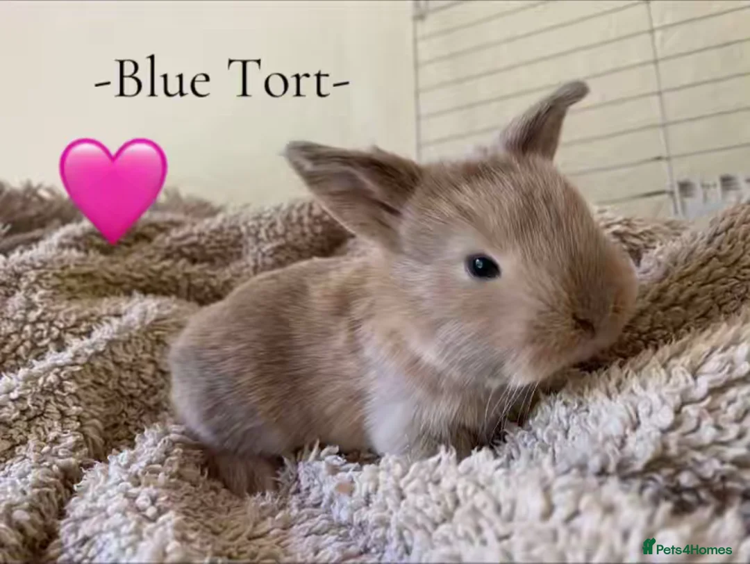 Mini Lop rabbits for sale: -Seven Gorgeous Mini Lops for Sale- - Advert 1