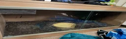 Corn Snake reptiles for sale: Sun-kissed Motley Cornsnake - Advert 3