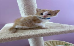 Mixed Breed cats for sale: READ INFO, 8 beautiful ginger kittens. - Image 11
