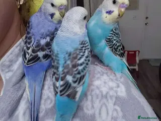 Parrots birds Affectionate Parrots That Love Human Interaction - Advert 1