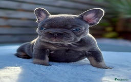 French Bulldog dogs for sale: QUALITY HEALTH TESTED KC FRENCH BULLDOG PUPPIES - Image 21