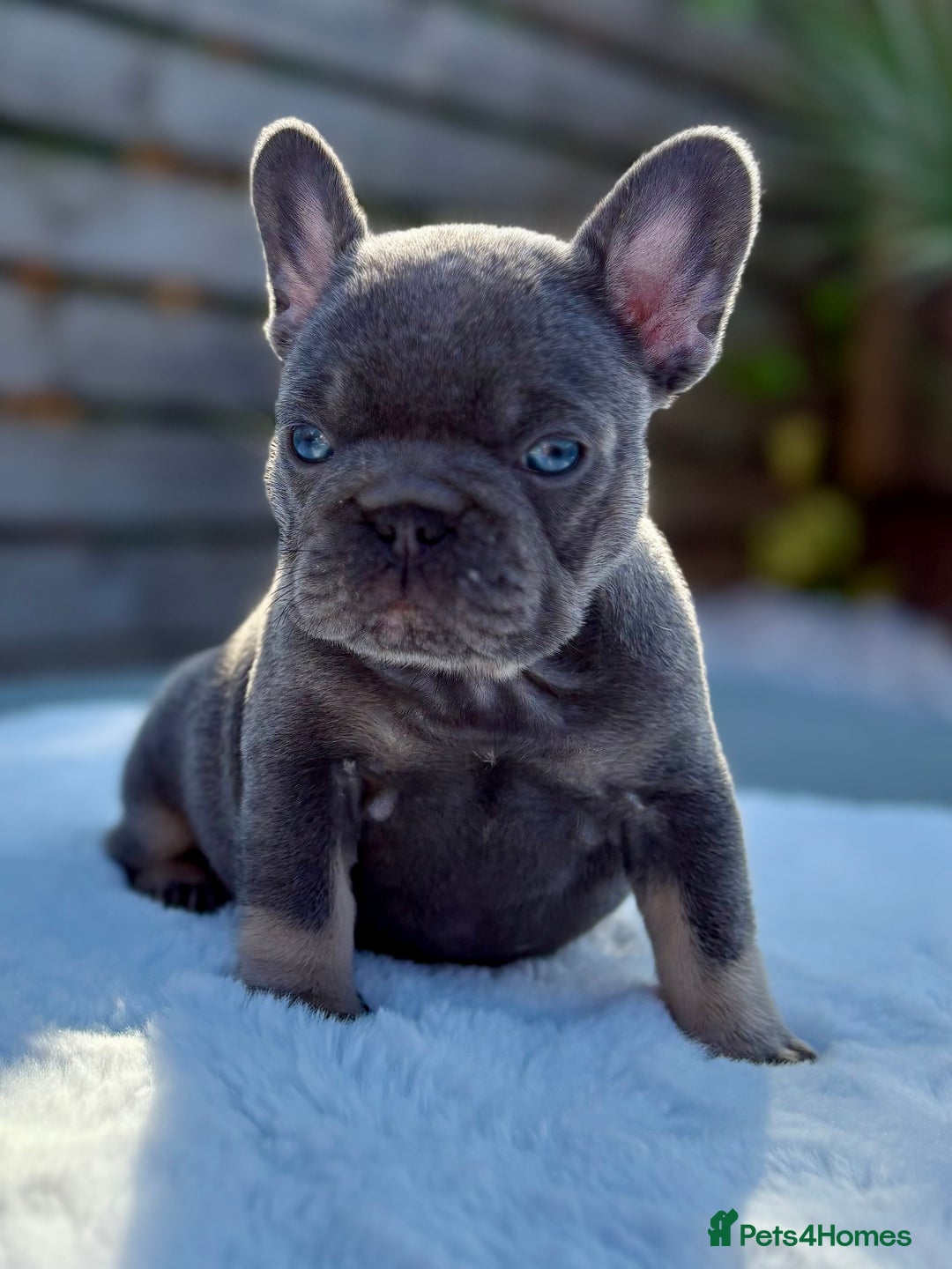 French Bulldog dogs for sale: QUALITY HEALTH TESTED KC FRENCH BULLDOG PUPPIES - Image 21