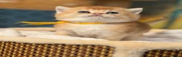 British Shorthair cats for sale: British sh Blue Golden kittens GCCF  - Advert 7