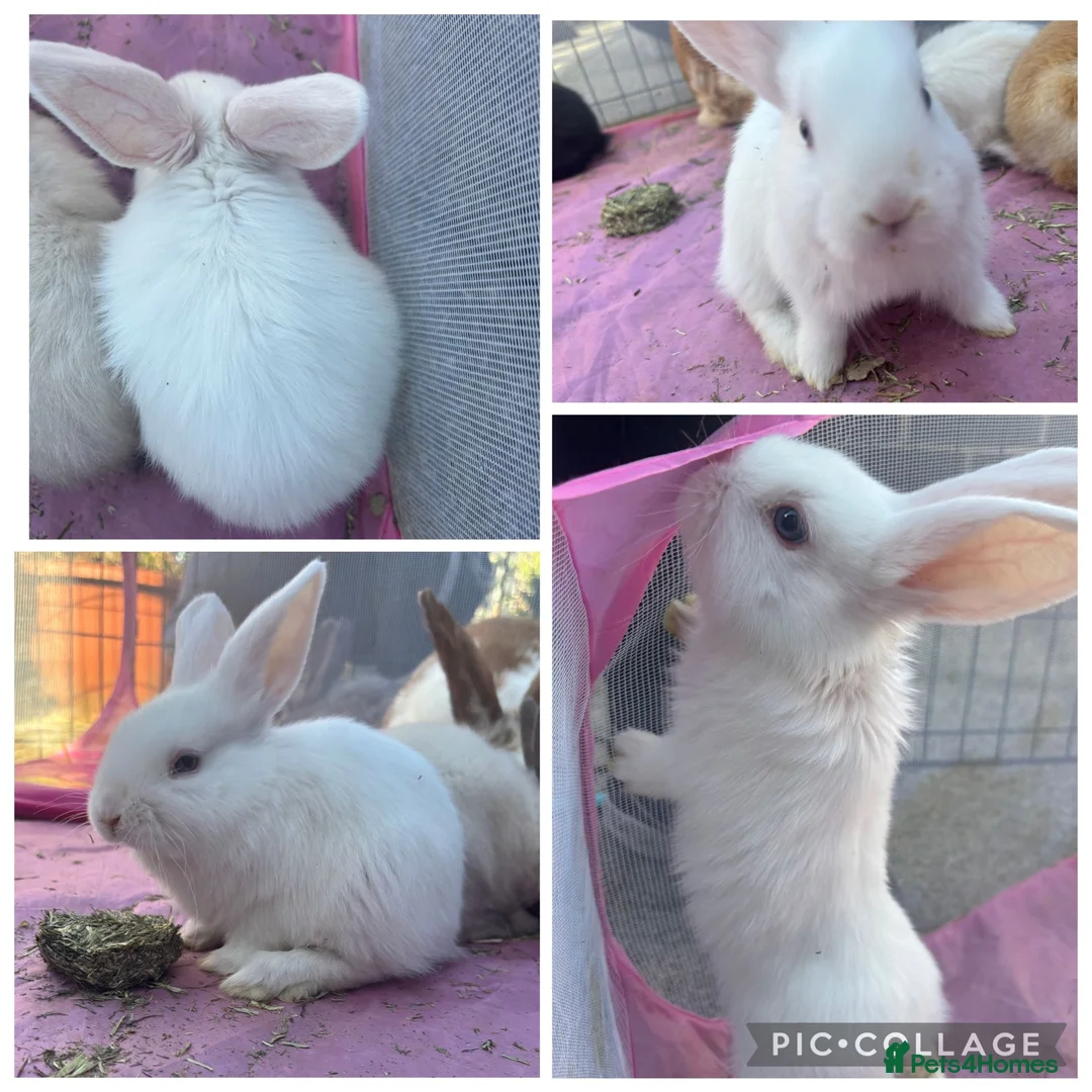 Mixed Breed rabbits for sale: 3x pairs of bunnies please read description!! - Advert 6