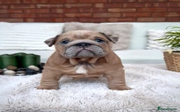 English Bulldog dogs for sale: Stunning litter of coloured Bulldogs home reared - Advert 31
