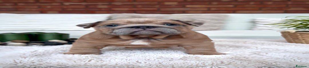 English Bulldog Puppy 3