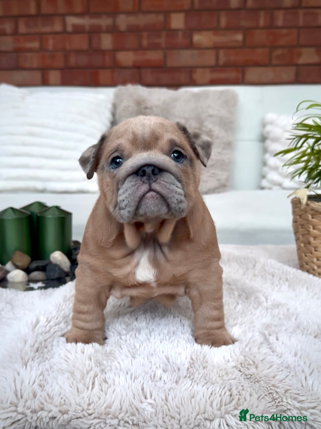 English Bulldog dogs for sale: Stunning litter of coloured Bulldogs home reared - Advert 31