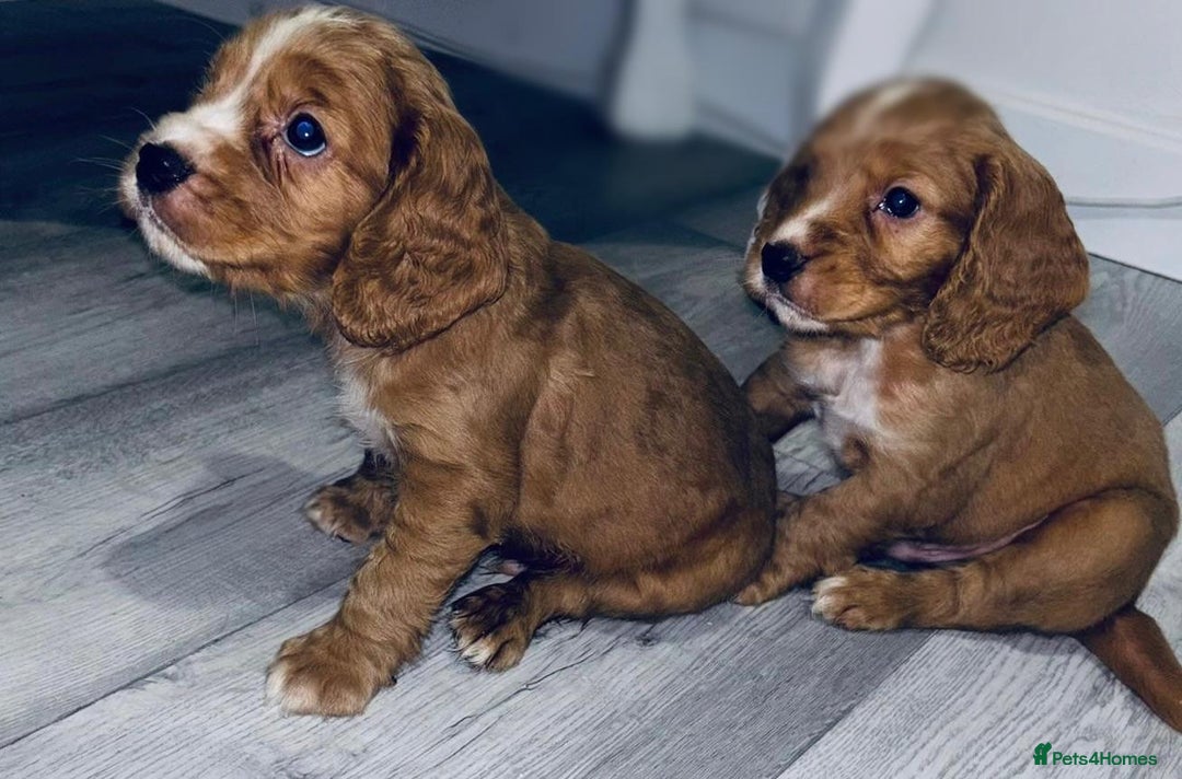 Cocker Spaniel dogs for sale: Cocker Spaniel Puppies  - Image 8