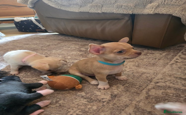 Chihuahua dogs - Advert 3