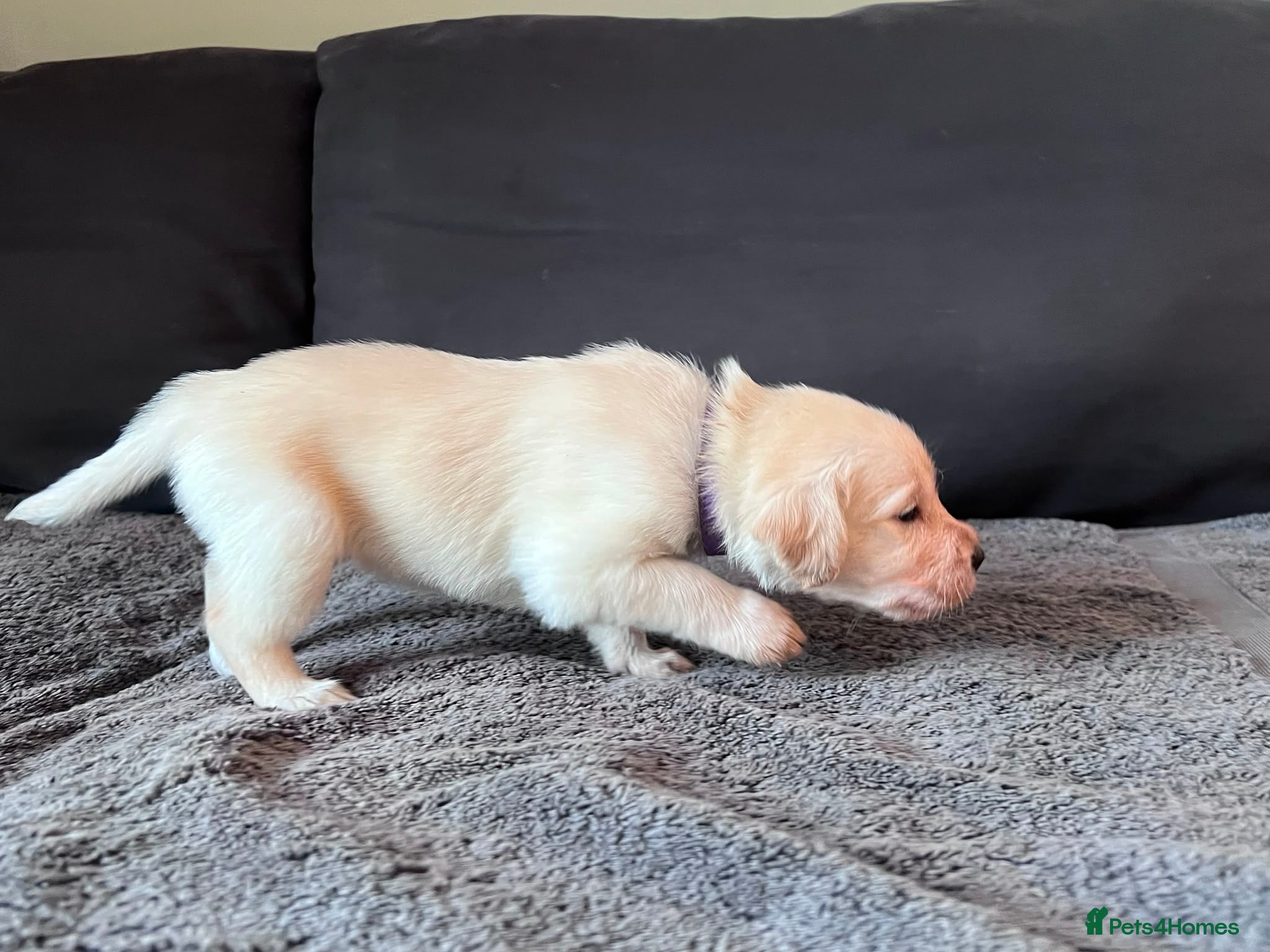 Labradoodle dogs Happy and healthy Labradoodle puppies! - Advert 2