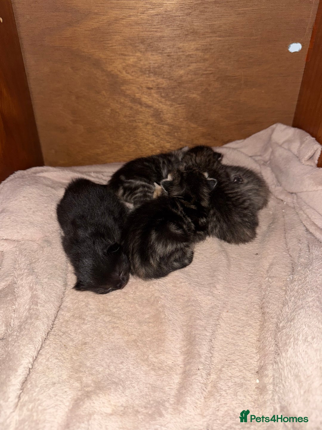Domestic Shorthair cats for sale: Kittens looking for a loving home  - Advert 8