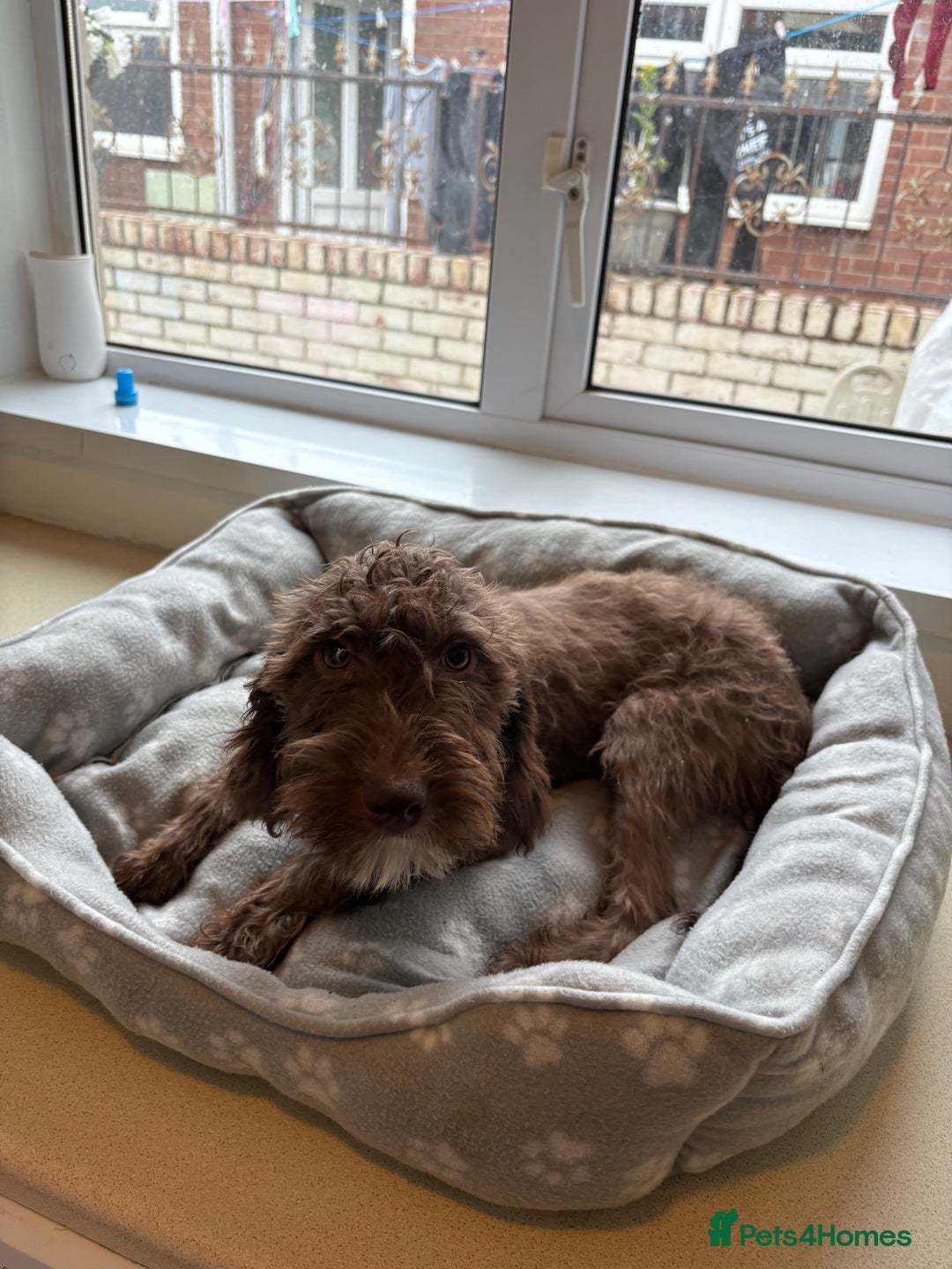 Mixed Breed dogs for sale: Cocker x bedlington puppy’s  - Image 2
