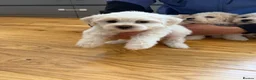 Bichon Frise dogs for sale: Bichon Maltese  - Advert 14