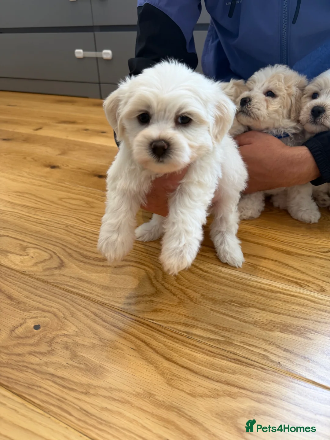 Bichon Frise dogs for sale: Bichon Maltese  - Advert 14