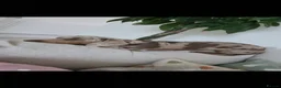 Miniature Dachshund dogs for stud: Miniature dachshund stud  - Advert 3