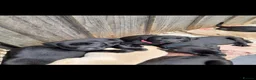 Labrador Retriever dogs for sale: Labrador puppies  - Advert 3