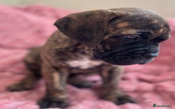 Mixed Breed dogs for sale: MastiffxCane Corso puppies⭐️Ready Now!! - Image 29