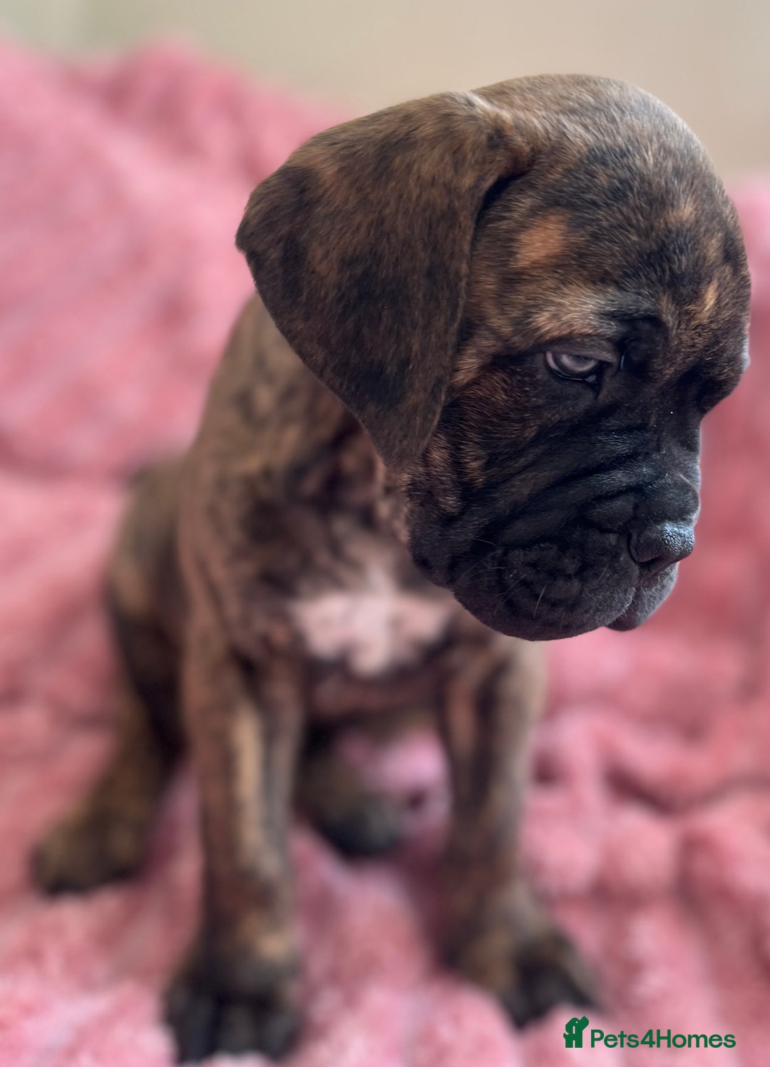 Mixed Breed dogs for sale: MastiffxCane Corso puppies⭐️Ready Now!! - Image 29
