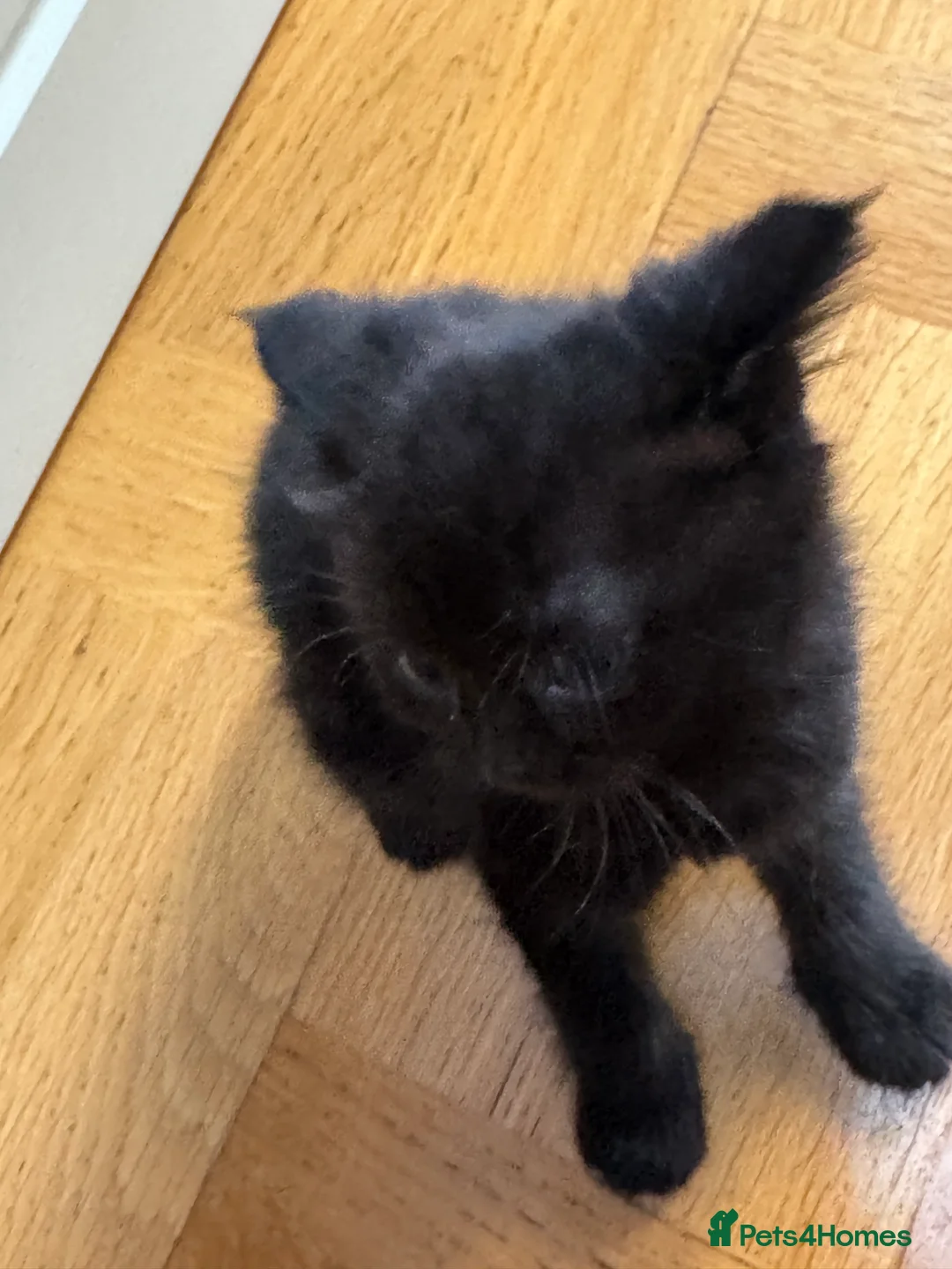 Mixed Breed cats for sale: 5 mixed breed kittens  - Advert 2