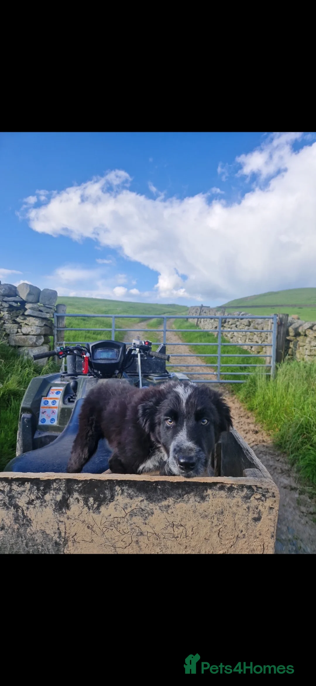 Border Collie dogs for sale: Jet the collie - Advert 5