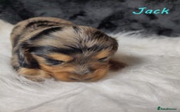 Miniature Dachshund dogs for sale: KC Health tested Licensed breeder 12 years exp - Image 8