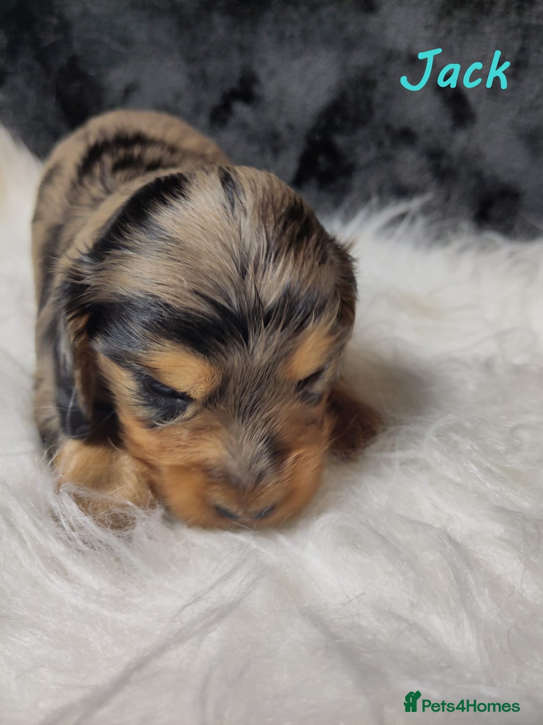 Miniature Dachshund dogs for sale: KC Health tested Licensed breeder 12 years exp - Image 8