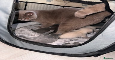 British Shorthair cats - Advert 6