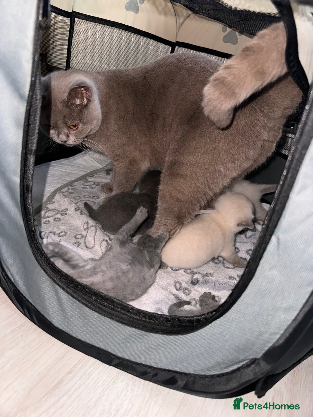 British Shorthair cats for sale: 🌟 Blue British Shorthair kittens🌟 - Image 4