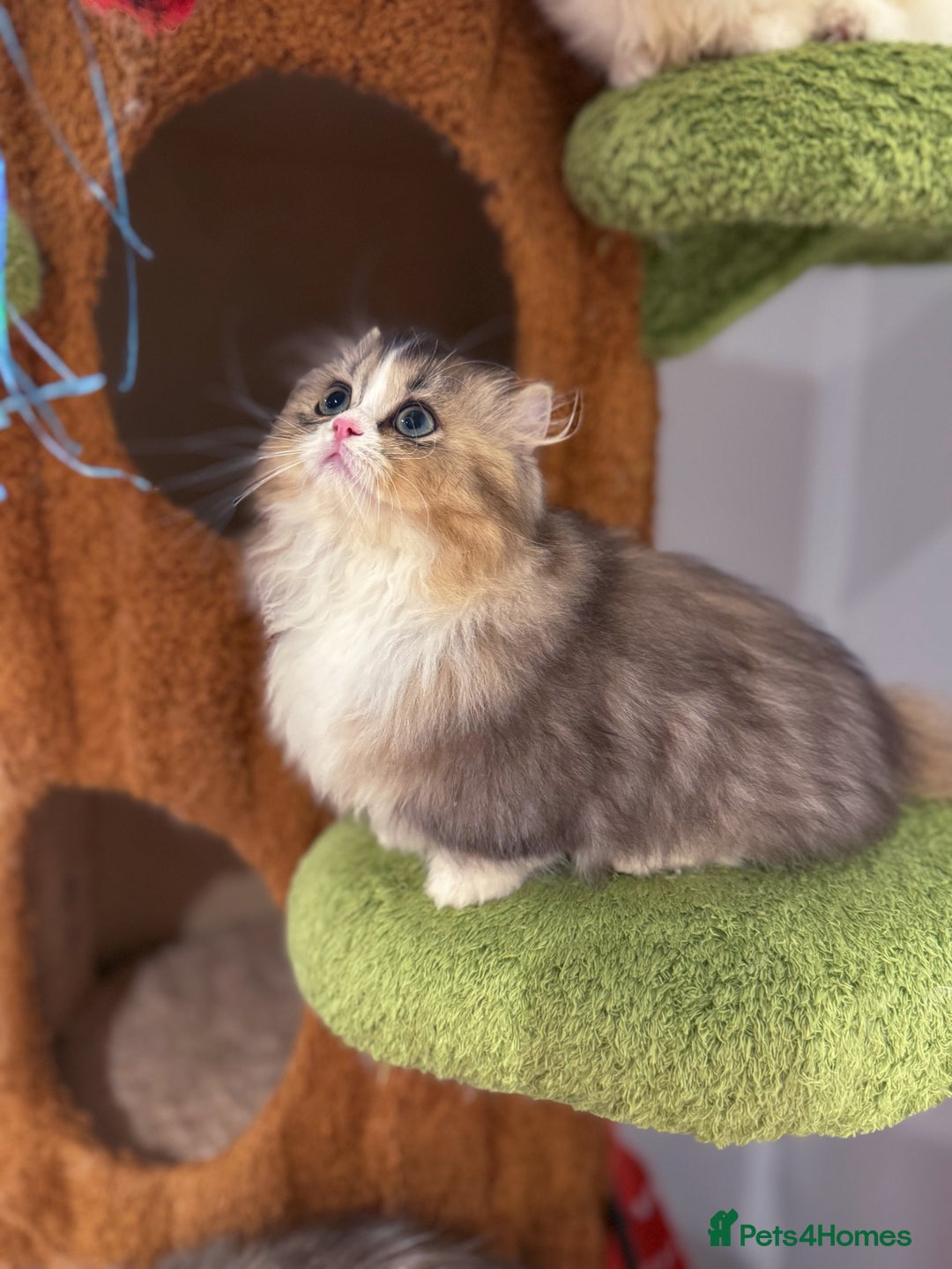 Munchkin cats for sale: Top level Super stunning & rare Minuet - Advert 20