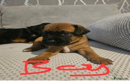 Mixed Breed dogs for sale: Beautiful dachshund/jug x terrier - Image 34