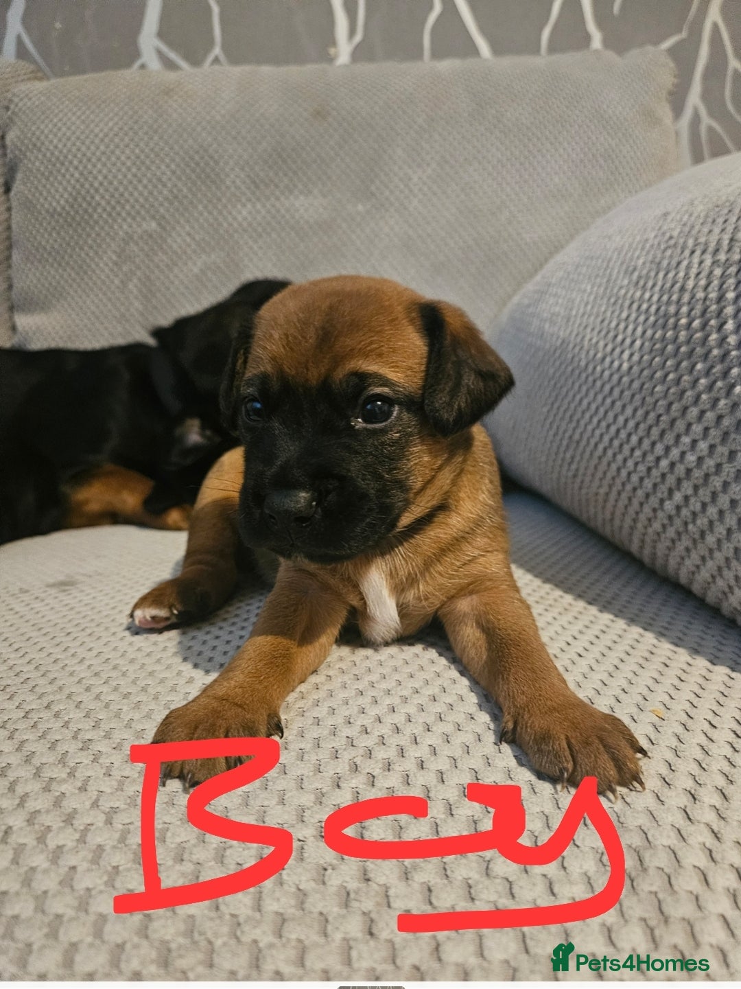 Mixed Breed dogs for sale: Beautiful dachshund/jug x terrier - Image 34