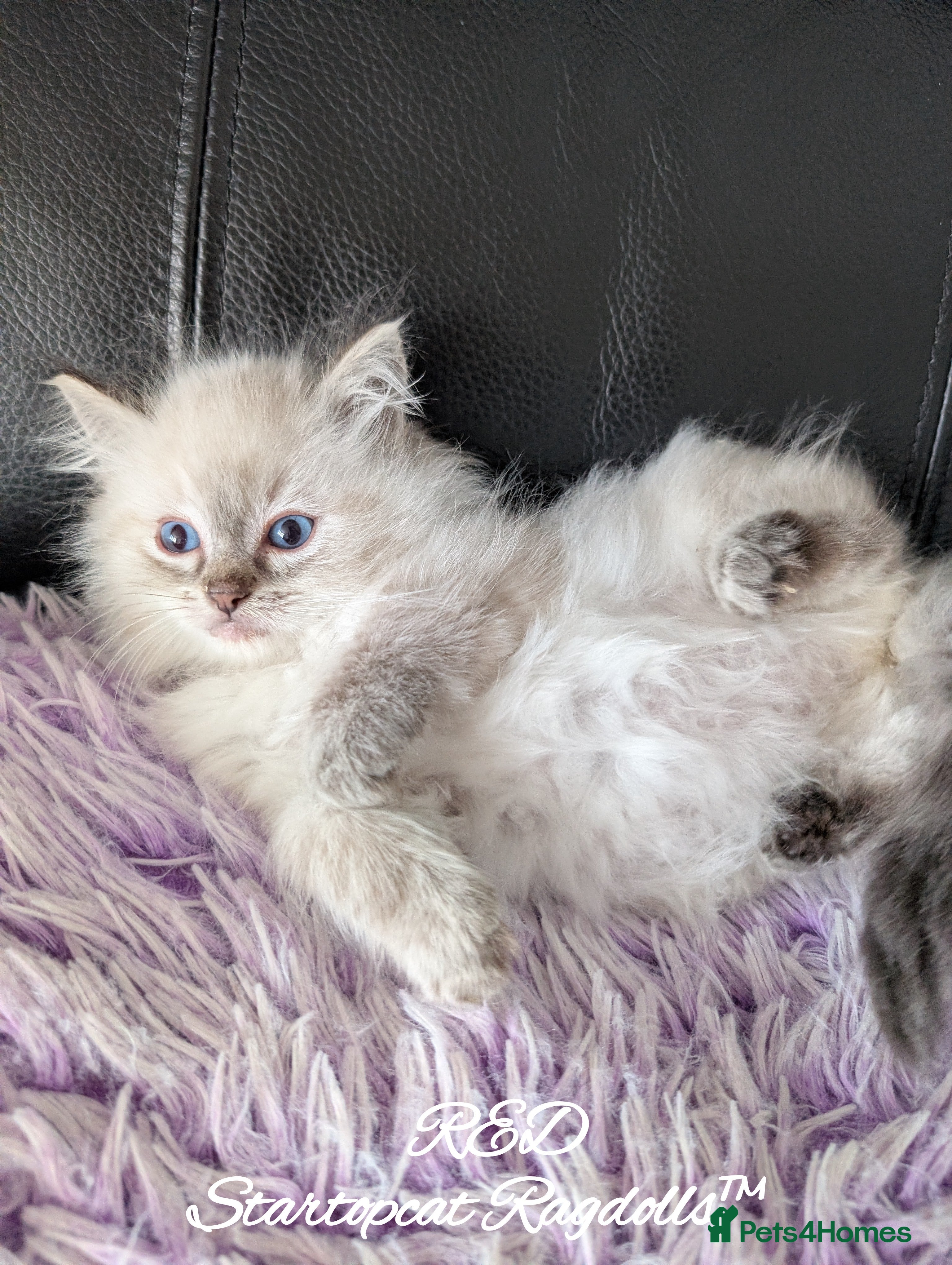 Ragdoll cats GCCF Pedigree Ragdoll Kittens Champion Lines - Advert 5