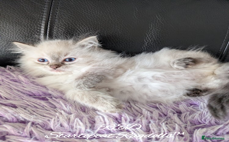 Ragdoll cats - Advert 9
