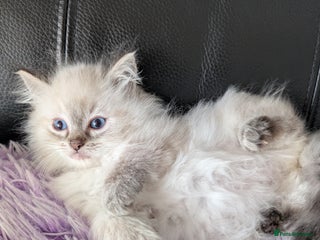 Ragdoll cats - Advert 9