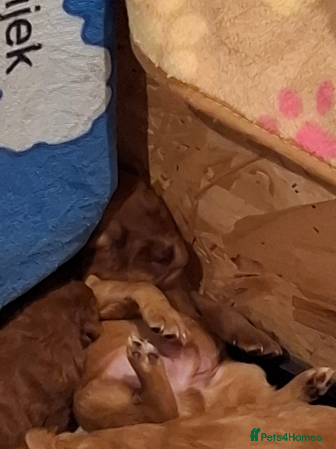 Cockapoo dogs for sale: F2 Cockapoos Puppies Gloucester - Advert 11