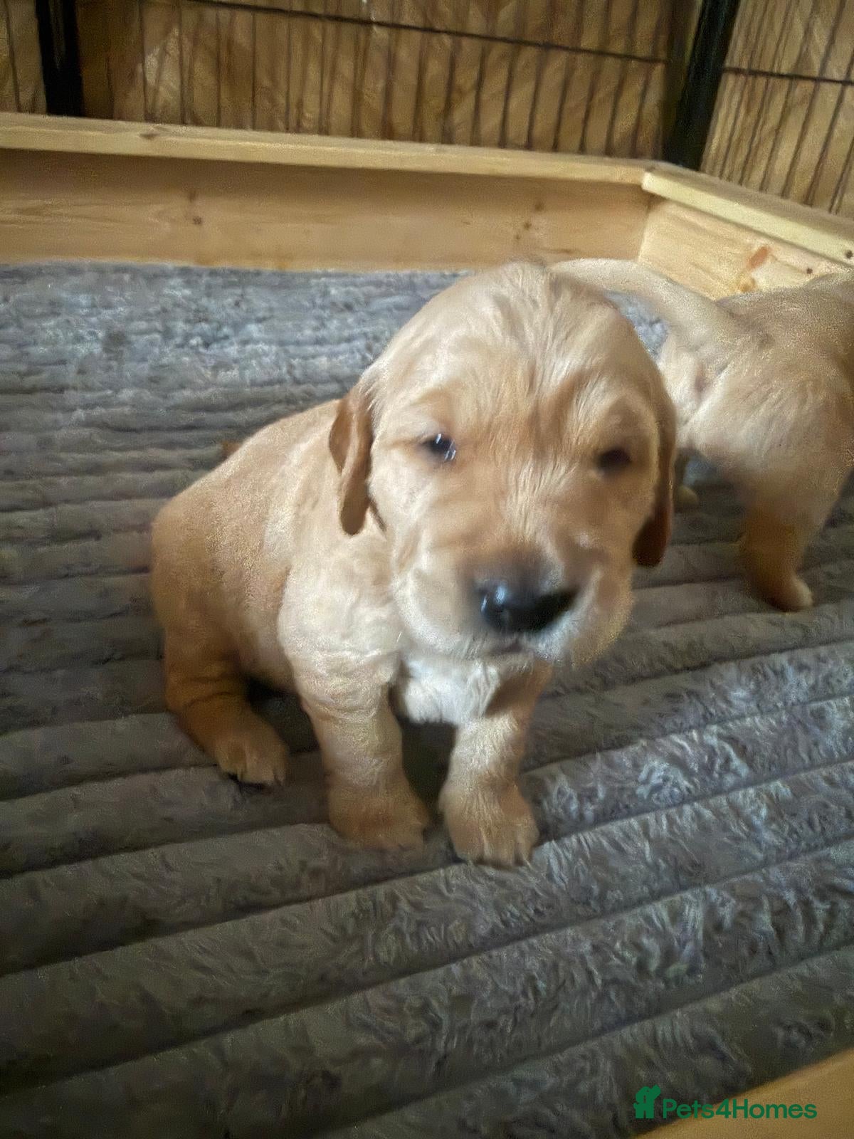 Golden Retriever dogs KC Working Line Golden Retriever Puppies - Advert 2