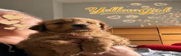 Golden Retriever dogs for sale: 🐾 Golden Retriever Puppies – Raised with Love 🐾 - Advert 31