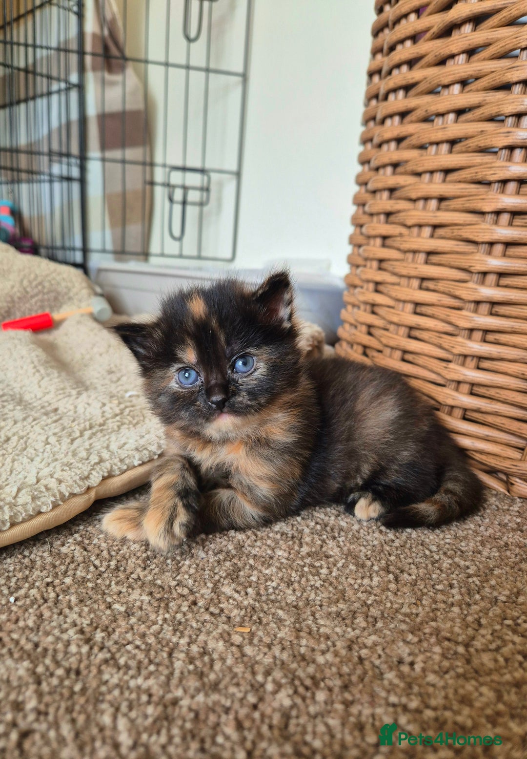 Mixed Breed cats for sale: Super friendly, fluffy kittens! 😻 - Image 19