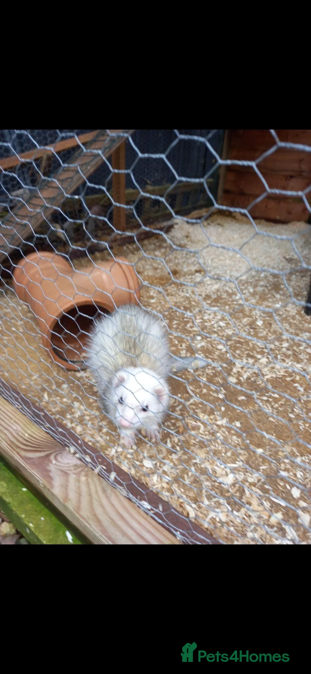 Ferret rodents for sale: Two Female Friendly Micro Ferrets - Advert 2